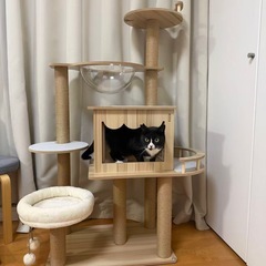 キャットタワーの画像