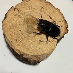 オオクワガタ　川西産　♀単品の画像