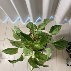 観葉植物　ポトス　マーブルクイーン抜き苗の画像
