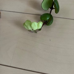 観葉植物　エスキナンサス タイピンク の画像