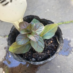 ラベンダーミント ★ 植物苗　ミント　希少　根付き　大人気の画像