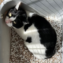 白黒ハチワレ　1歳未満 - 猫