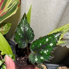 ① プチ　ベゴニア2種セット　ノアールディライト＆グリーンディライト　観葉植物の画像