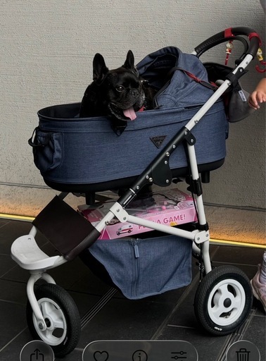 エアバギーフォードッグ  