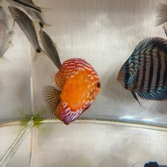 熱帯魚全ての画像