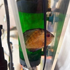 熱帯魚全ての画像