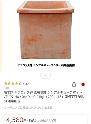 オリーブの木