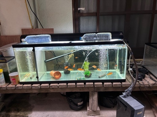 購入者決まりました。水槽