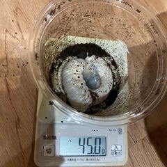 ヘラクレスオオカブト　幼虫の画像