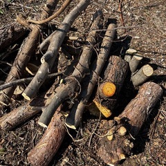 木質チップや丸太（少量）を無料で差し上げます‼️の画像