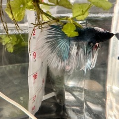 熱帯魚　ベタ♂ 幼魚の画像