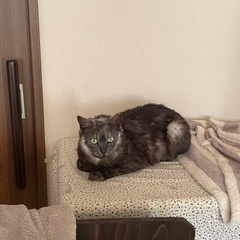 ブラックスモーク♀　エキゾチックな容貌　ヒト甘く猫にキビシイねこ