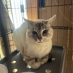 ものすごく美人なシャムミックス1歳から2歳