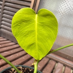 ホワイトタイガーの画像