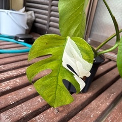 ホワイトタイガーの画像