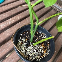 ホワイトタイガーの画像