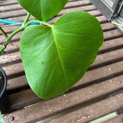 ホワイトタイガーの画像