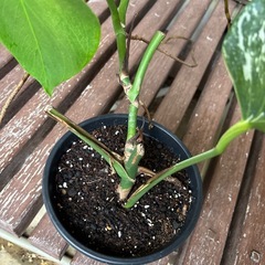 ホワイトタイガーの画像