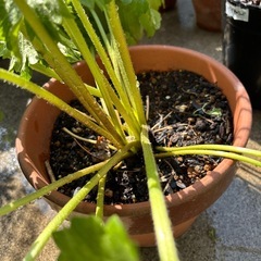 ラナンキュラスラックス　あずきの画像