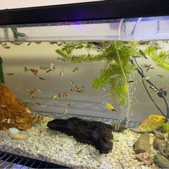 グッピー　稚魚②の画像