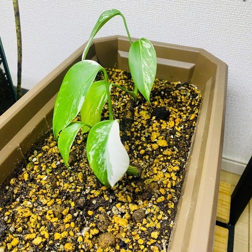 斑入りモンステラ