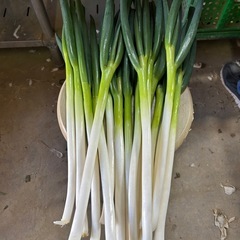 白ネギ Mサイズ（正規品）の画像