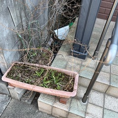 【本日引取】植木鉢などの画像