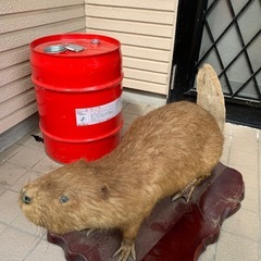 ビーバー？剥製？人形？の画像