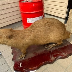 ビーバー？剥製？人形？の画像