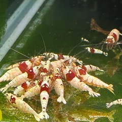 レッドビーシュリンプ　
【良グレード】 の画像