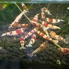 レッドビーシュリンプ【無選別】の画像