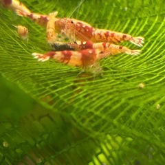 レッドビーシュリンプ【無選別】の画像