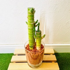 キングバンブー　３本仕立て　観葉植物　ハイドロカルチャー　セラミスの画像