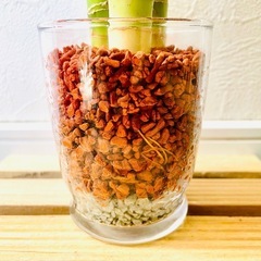 キングバンブー　３本仕立て　観葉植物　ハイドロカルチャー　セラミスの画像