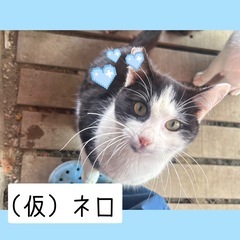 ♡白黒の女の子♡里親様募集中