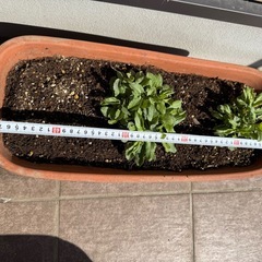 テラコッタ 植木鉢 プランター  花苗 ガーデニング ブルーサルビア 植物の画像