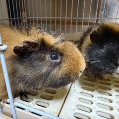 【里親募集】モルモットメス2匹（ケージ付き）引き取ってくだ…