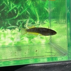 (送料無料)オラフ2ペアの画像