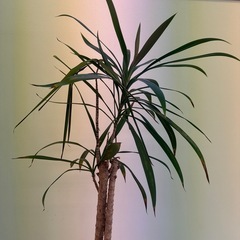 【決まりました】観葉植物の画像