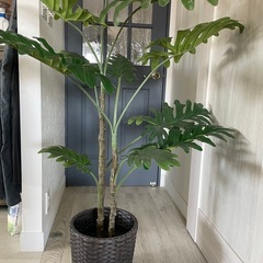 フェイクグリーン　モンステラ＆ベンジャミンの画像