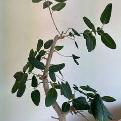 【決まりました】観葉植物の画像