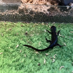 アカハライモリ2匹、マダライモリ4匹の画像