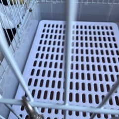 うさぎゲージ　の画像