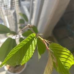 🌸早咲き🌸濃いピンク色🌸河津桜🌸🌸🌸🌸🌸の画像