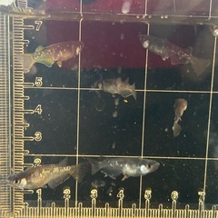 メダカ　曜変天目　選別外　8匹の画像