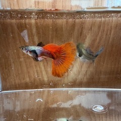 プラチナレッドテールダンボ　1ペアの画像