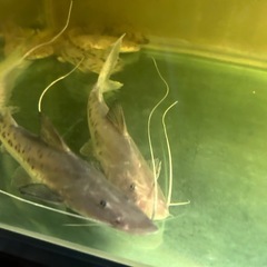 引き取り限定　生体多数　　の画像