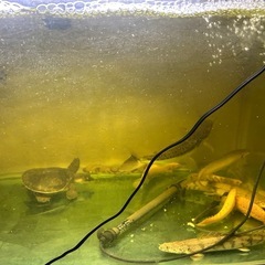 引き取り限定　生体多数　　の画像