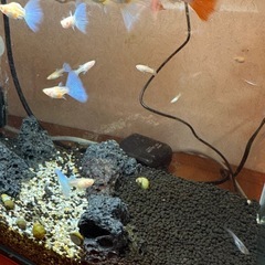 グッピー🐟　RREAパンジー　写真の全ての個体（大体30匹）の画像