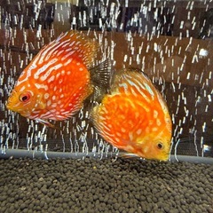 ディスカス　２匹の画像